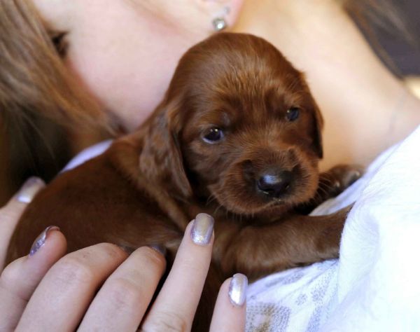 irish setter 2863
